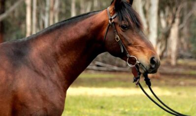 Australian-Stock-Horse-Stallions